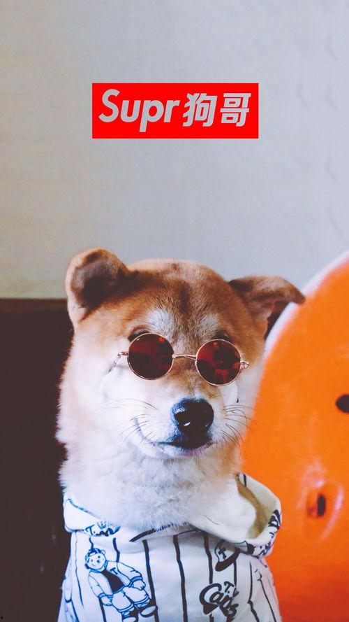 网红狗哥爆料吃瓜,揭秘娱乐圈吃瓜大事件！